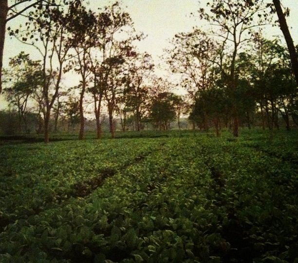 Instagram Image