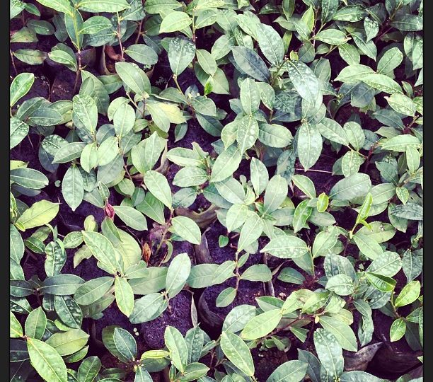 From the crop to your cup, it’s organic, all natural and free from nasties. It is green gold.