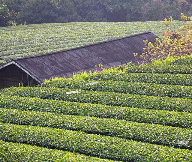 Woke up to this view today! Spending some time visiting Japan’s majestic tea plantations + soaking up as much of this amazing culture as we can! Happy Sunday.