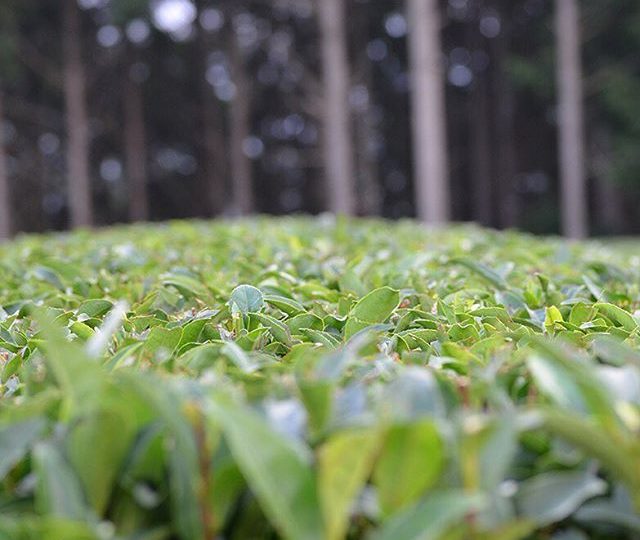 This photo was taken on our latest visit to plantations in Shizuoka prefecture, Japan. We source the majority of our tea directly from organic farms and cooperatives around the world. By personally visiting these communities, we are able to get a better understanding of their processes and effort that is required to produce each harvest, as well as learn more about the environmental factors that effect flavour