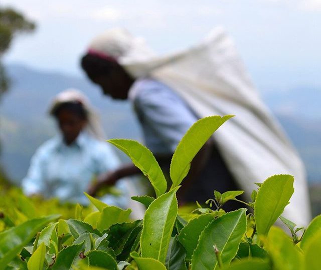 Reminiscing the last sourcing trip to Sri Lanka