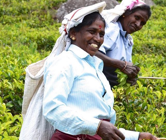 We were fortunate enough to visit the Thotulagalla tea estate on our last visit to the Uva region of Sri Lanka. It was there that we met Karuppaiah Kanageswary, and were immediately taken by her infectious smile. Although we couldn’t speak her language, we felt we had a common connection, as each day she carefully hand picks the tea that we use in so many of our blends. Meeting the people, learning their craft and hearing their story is what makes this journey so special