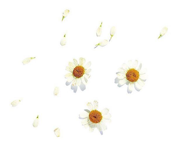Matricaria Chamomilla ? otherwise known as Chamomile, is not only a beautiful flower, but holds amazing therapeutic benefits. It has traditionally been used to support the nervous system, reduce inflammation and can help you cope with stress. It has soothing qualities, and can be found in many of our blends, including Sleep tea, Calming tea and Digestive tea. . . . . .