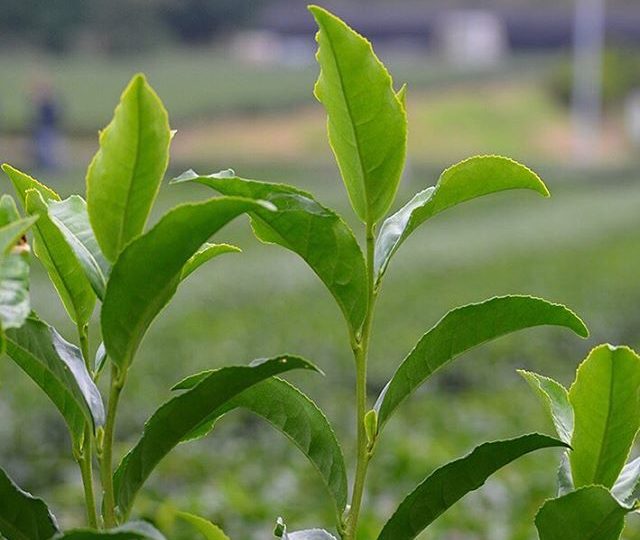 Mother nature at her finest. Not only does Camelia sinensis hold amazing health benefits, but it is the second most consumed beverage in the world