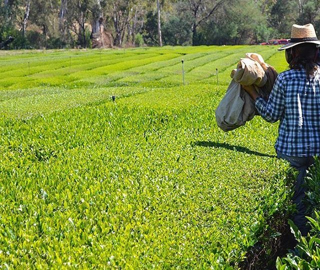 If you’ve picked up a box of our tea, and noticed the 1% For The Planet logo on the back, we’d love to take a moment to share with you who they are and what they do. @1percentftp are an international organisation whose members contribute at least one percent of their annual sales to sustainability-oriented nonprofits. These organisations focus on protecting land, forests, rivers, oceans, and encouraging sustainable methods of energy production. We are proud to be one of the 1,200 businesses that contribute every year to help further protect our beautiful big planet