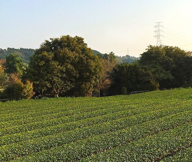 We collaborate with growers and small scale cooperatives around the world, to fairly source the organic ingredients we use in our teas. Each step we take is considered with great care, to ensure we have the least amount of impact on the environment