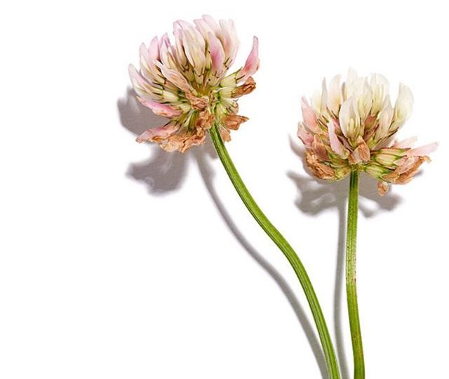 This delicate flower is called Red Clover + it holds many amazing health benefits. Red Clover has traditionally been used to support estrogen balance + to cleanse and purify the blood. It helps improve clearance of toxins from the body + it is rich in many important vitamins and minerals, including Calcium, Magnesium, Zinc + Vitamin C. You can find this beautiful botanical in our Womens Wellness, Fertility + Skin Glow blends  our beautiful botanical photos are taken by @dhzphoto