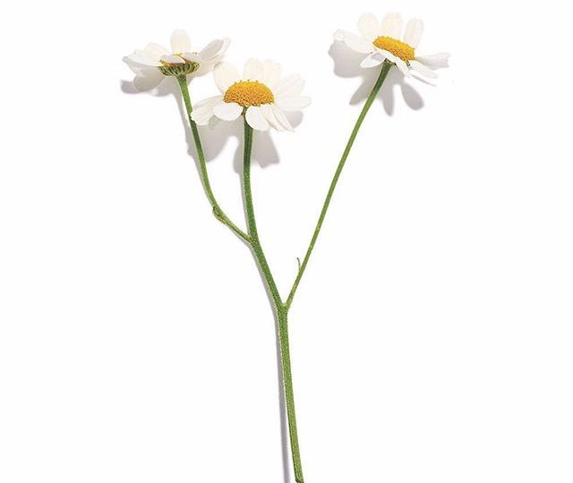 A herbal infusion made from the whole flowers of the plant, chamomile has traditionally been used for a range of therapeutic benefits, including its ability to aid digestive function, support the nervous system and help alleviate anxiety. It offers anti–inflammatory properties and supports healthy sleep cycles. Delicate, calming, and caffeine free, chamomile offers a subtly sweet and floral flavour. You find can a link to the loose leaf in our bio