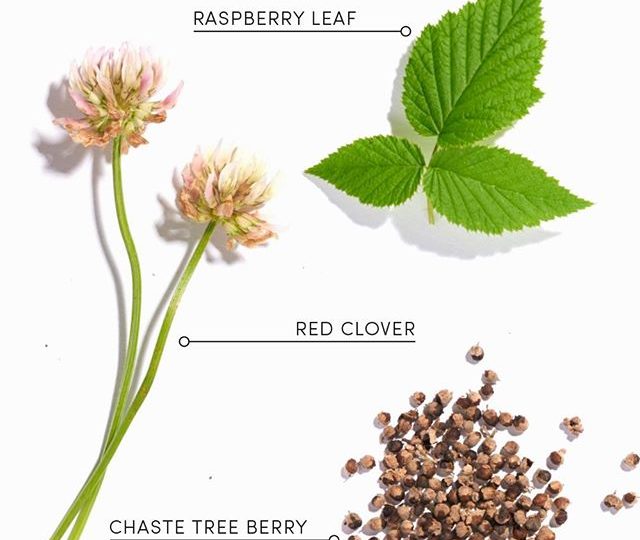 F E R T I L I T Y ? Our naturopath has carefully selected this blend of organic herbs, to help support natural conception and increase your fertility potential. Red clover, chaste tree and raspberry leaf, have traditionally been used to support hormonal balance, regulate the menstrual cycle and support reproductive health. This delicate blend offers a softly sweet and earthy flavour, with subtle tones of refreshing mint ? . This Fertility blend was designed to help regulate the menstrual cycle and assist with natural conception, as an alternative prior to attempting IVF treatment.