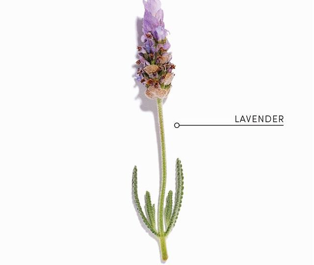 L A V E N D E R: This delicate + calming herb has traditionally been used to support the nervous system, reduce anxiety, improve sleep quality + reduce the severity of headaches, and is often used as an essential oil commonly found in cosmetics and massage oils. Our herbal and wellness blends which contain Lavender offer a calming + soothing infusion, to support your nervous system. You can find this wonder herb in a range of our blends, including our Calming, Sleep and Women’s Wellness blends, all available from our online store. Link in bio