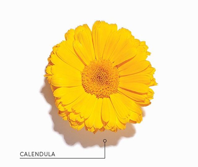 “Calendula officionalis”, otherwise known as Marigold, holds many powerful therapeutic benefits. This flower works to help cleanse your body, reduce inflammation, and promote wound healing. It’s powerful antimicrobial and anti-inflammatory properties work to reduce the severity of common skin conditions, such as acne, eczema and psoriasis. It is also rich in antioxidants, which protect cells from damage, which is why it makes the perfect botanical base for our Skin Glow tea