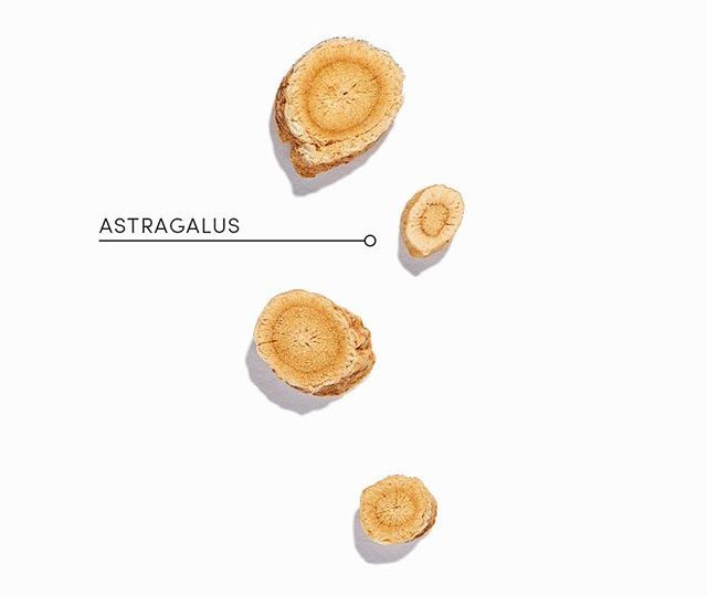 ? Astragalus root has traditionally been used to support the immune system and help prevent colds and flus. It has also been used as a tonic to enhance vitality and replenish the body’s vital reserves and support energy production. Astragalus can be found alongside siberian ginseng and rhodiola in our Vitality blend. These herbs work together to achieve greater vitality, enhance energy production, modulate immune function, reduce fatigue, and help support physical endurance ?