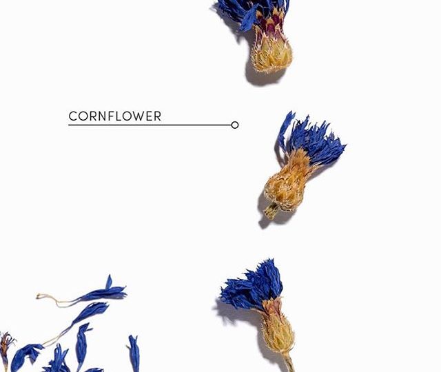 CORNFLOWER This amazing flower offers astringent, soothing anti-inflammatory qualities, and offers support for the nervous system