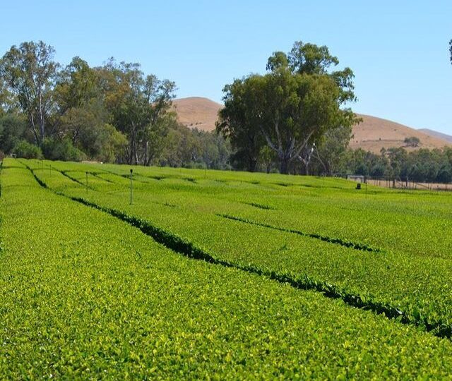 A U S T R A L I A N G R O W N T E A. We travel the world in search of the best tea + sometimes we find it right here on our door step. We source our Australian sencha tea from a remote plantation in Northern Victoria…so lucky to call this place home. Happy Australia Day everyone!