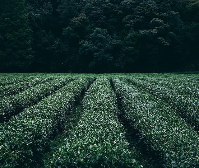 beautiful  by @hichalffy of a Tea Plantation in Hangzhou, China, the same region our Dragonwell tea is grown
