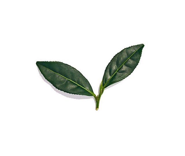 This stunning leaf is called camellia sinensis and is tea in it’s purest form. Depending on when it is picked, it can be used in green, white, black or matcha tea. . . . . .