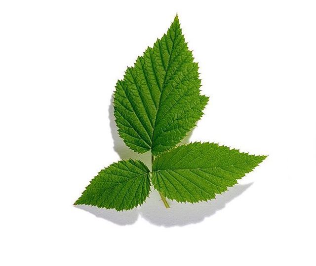 Raspberry leaf has traditionally been used during the later stages of pregnancy to strengthen and tone the uterus, in preparation for childbirth. Raspberry leaf is nutrient rich, and can also be taken post birth to help promote healthy recovery. This herbal tea offers a gentle and earthy flavour   by @dhzphoto
