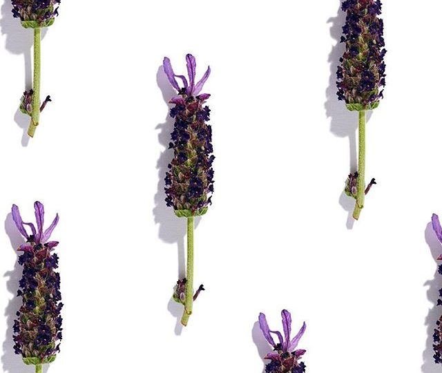 Lavender has long been used as a natural perfume + for its amazing therapeutic qualities, which can: ? help reduce anxiety ? improve sleep quality ? reduce the severity of headaches ? support your nervous system naturally This beautiful herb can be found in our Calming tea, Sleep tea, Floral Love tea, + Women’s Wellness tea