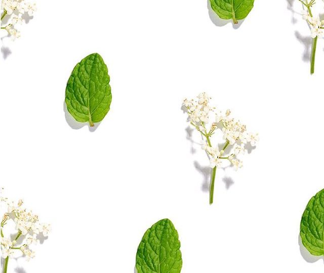 If you haven’t tried our YEP blend, now is your chance. The delicate combination of organic elderflower, yarrow and peppermint, work synergistically to help reduce the duration and severity of a cold or flu, and support healthy respiratory function. This weekend, we’re sending a  FREE box  of YEP with every online order over $30.00. Just mention “YEPbox” in the comments section when you’re at the checkout, and we’ll add a free box to your order… happy tea drinking!