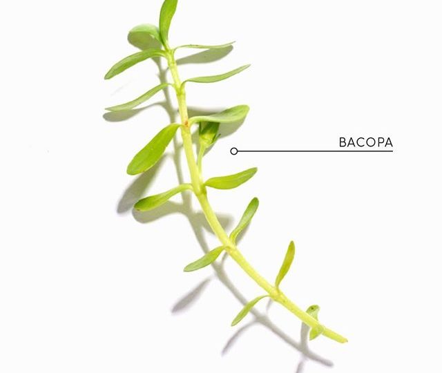 This wonder herb is called Bacopa. It is a key ingredient in our Cognitive blend, which has traditionally been used to support mental performance, cognitive function and memory. Our Cognitive blend is available from select stockists and from our online store, link in bio.