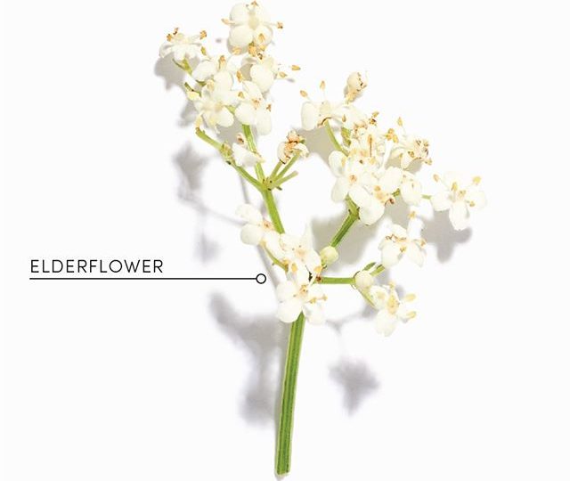 Winter is almost upon us, and while it’s the perfect season to snuggle up, get cosy and drink some tea, it’s also when colds and flus are at their worst. Our Yarrow, Elderflower and Peppermint blend, called YEP tea, has traditionally been used to support upper respiratory conditions, so it is perfect for sinus infections, hay fever, colds and flus and to support overall respiratory and immune function. It also helps alleviate the symptoms of sneezing, fever and sniffling. YEP tea is the perfect blend to help you power through this wintery weather ?