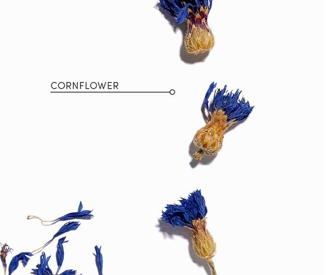 CORNFLOWER This amazing flower offers astringent, soothing anti-inflammatory qualities, and offers support for the nervous system