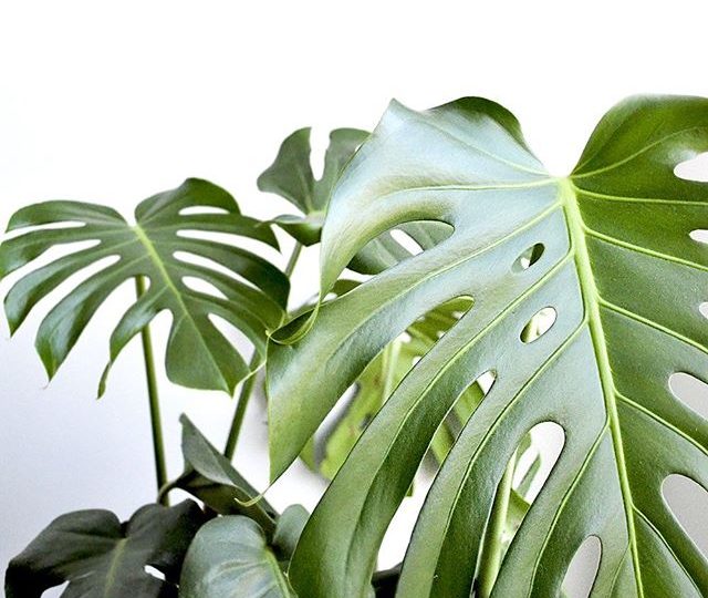 From physically cleaner air to beneficial effects on your psychological health, task performance and illness reduction, indoor plants aren’t just about aesthetics – these are just a few reasons why our office space and warehouse is full of indoor greenery
